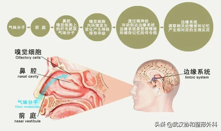 隆鼻手术哪家医院好？——全面解析与选择指南