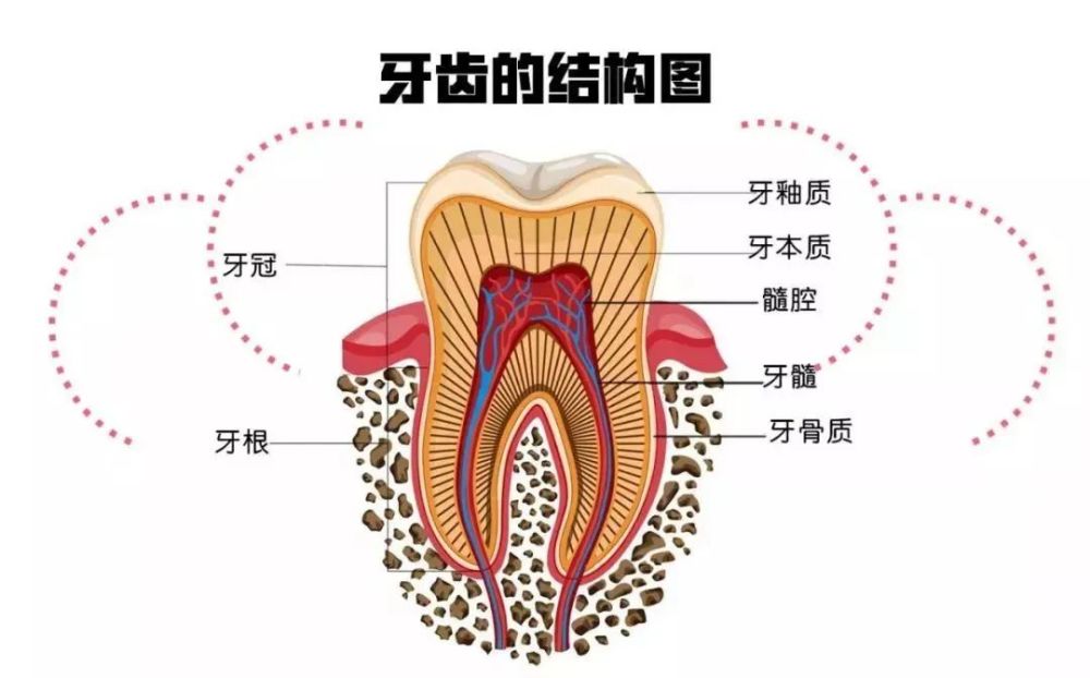 种植牙，价格、考量与价值