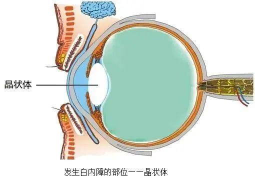 美白 第5页