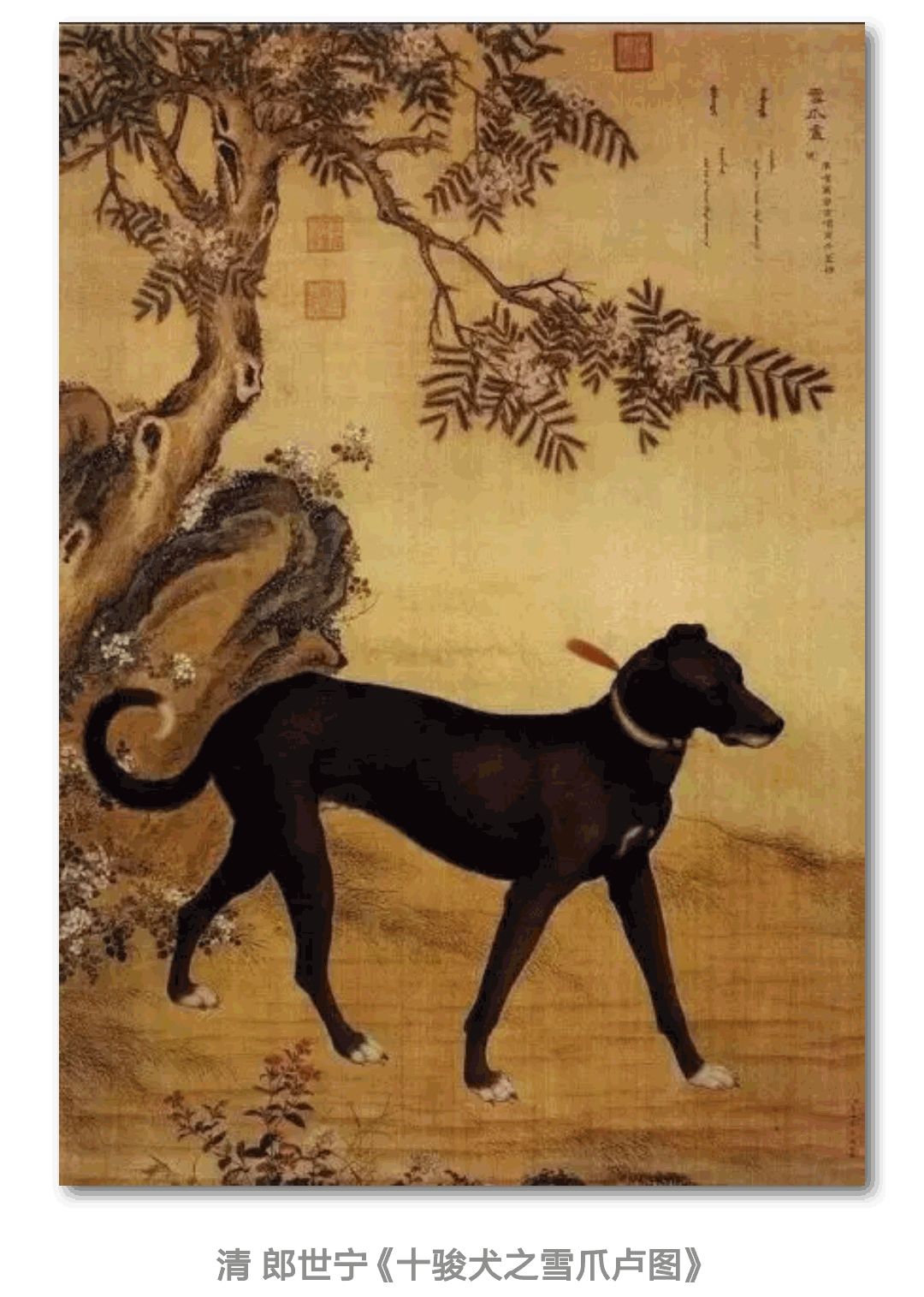 揭秘狗官是特马背后的生肖玄机，一场文化与娱乐的交织