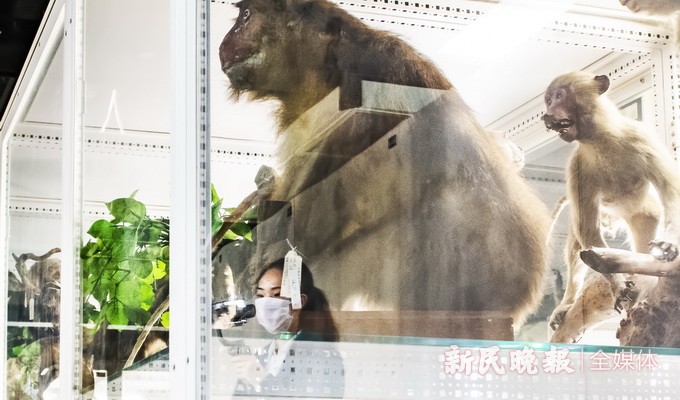 探索新奥门开奖直播的神秘时刻，揭秘其播放时间与背后的故事新澳门开奖直播
